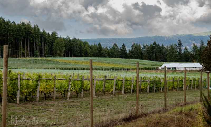 Martha AgueroCowichan WineriesA vast area of vines