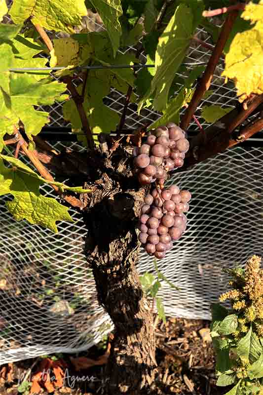 Martha AgueroCowichan WineriesA mature vine