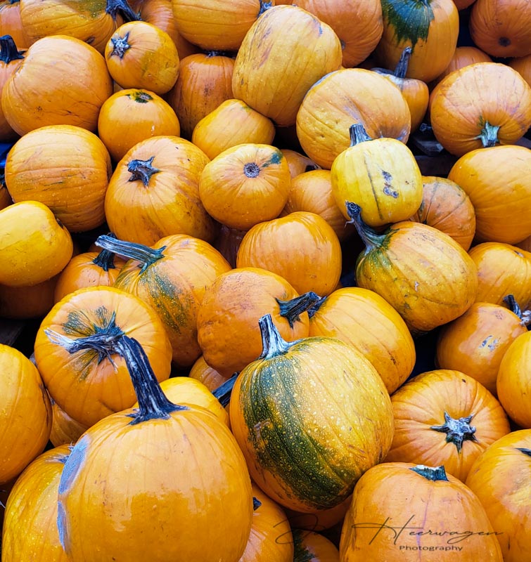 Jan HeerwagenThanksgiving Field Trip - October 1-14 Pumpkins for Pie