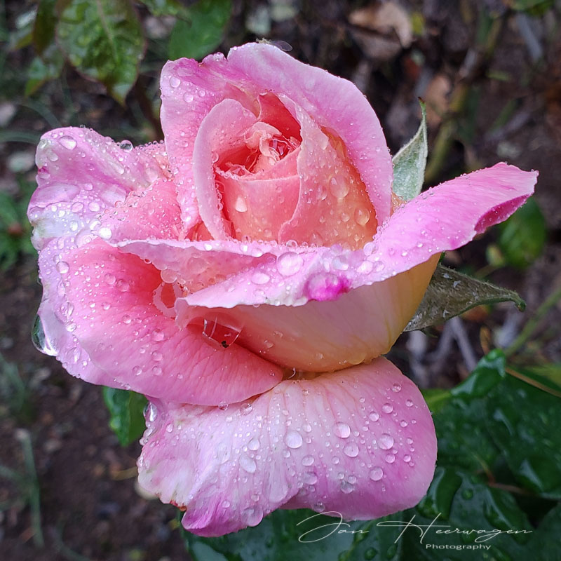 Jan HeerwagenThanksgiving Field Trip - October 1-14Late Blooming Rose