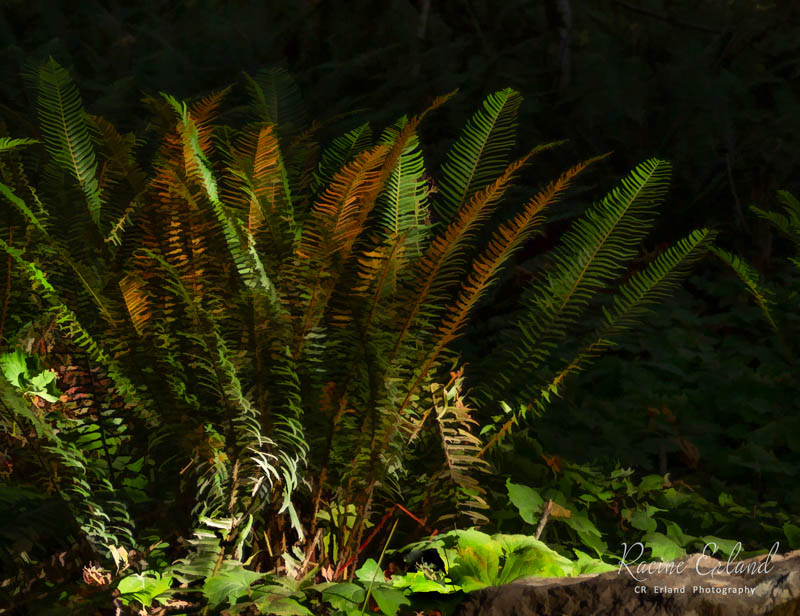 Racine ErlandOctober 2023Forest Ferns