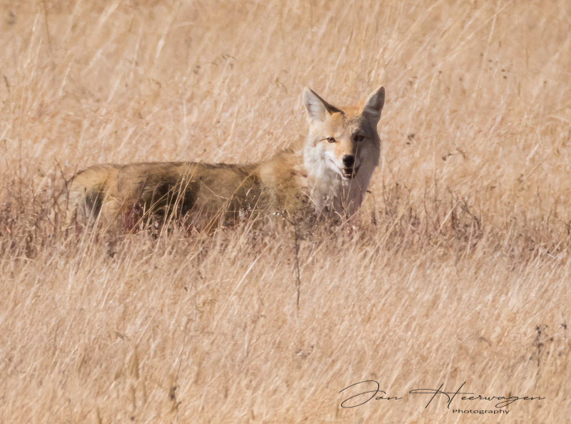 Jan HeerwagenOctober 2023Coyote Checking Me Out