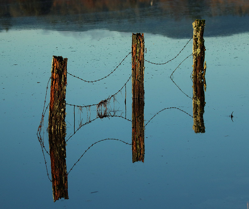 Willie HarvieDecember 2023Barb wire Reflections
