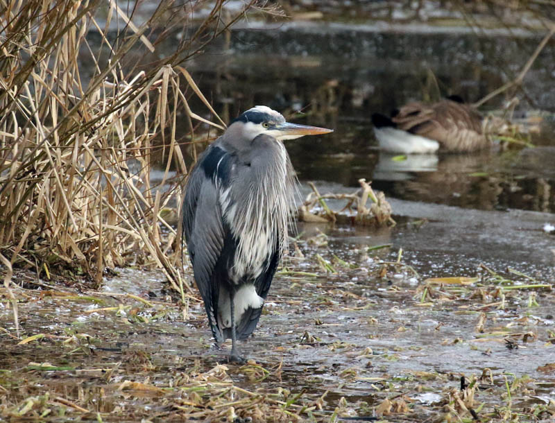 <br>Willie Harvie<br>January 2024<br>Great Blue Heron 