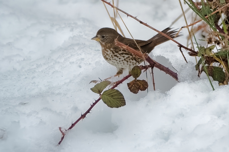 <br>Marilyn Jeffries<br>January 2024<br>A Fox Sparrow in the Snow<br>