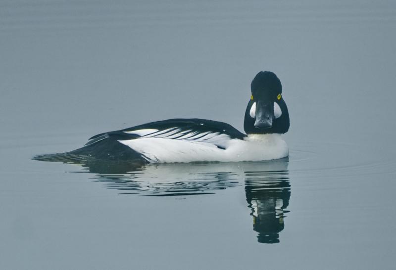 <br>Marilyn Jeffries<br>January 2024<br>Common Goldeneye Coasting in the Fog<br>