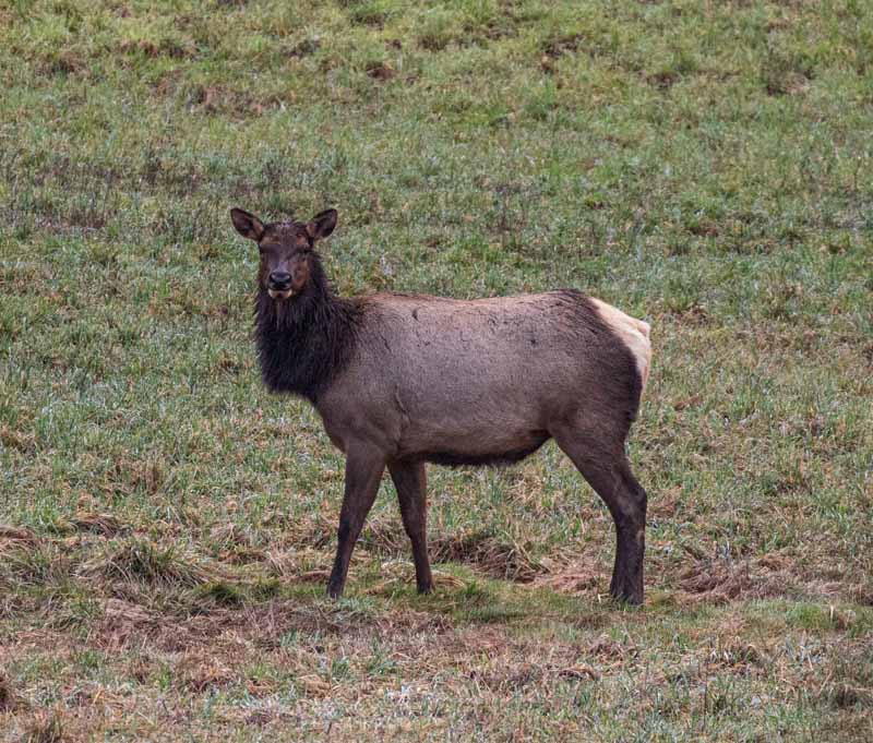 Carl ErlandFebruary 2024Oyster Bay Cow Elk