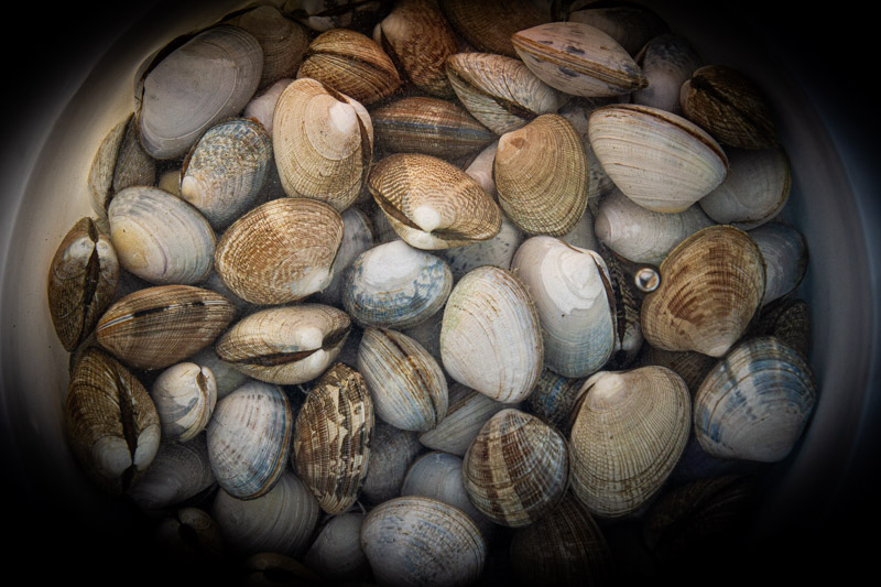 <br>Carl Erland<br>February 2024<br>Clams for Dinner