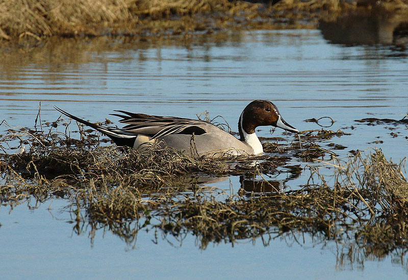 <br>Willie Harvie<br>February 2024<br>Northern Pintail