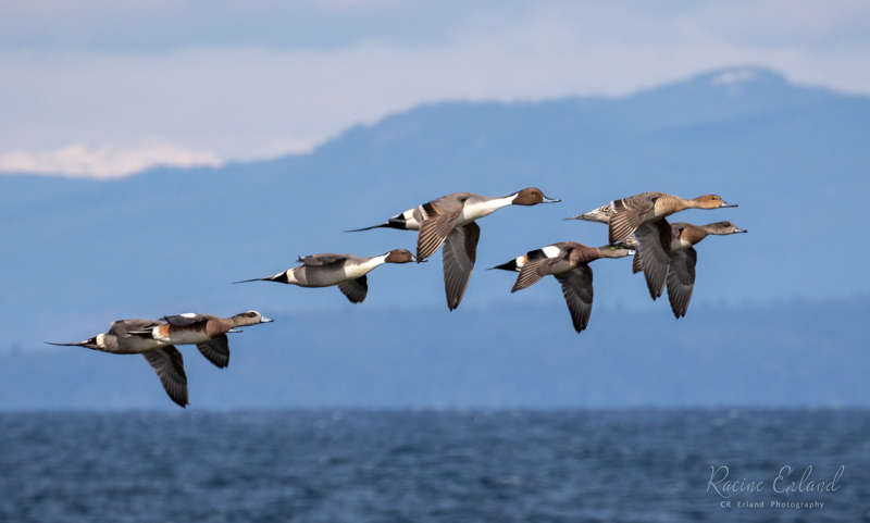 <br>Racine Erland<br>March 2024<br>Northern Pintail and Wigeon Flyby