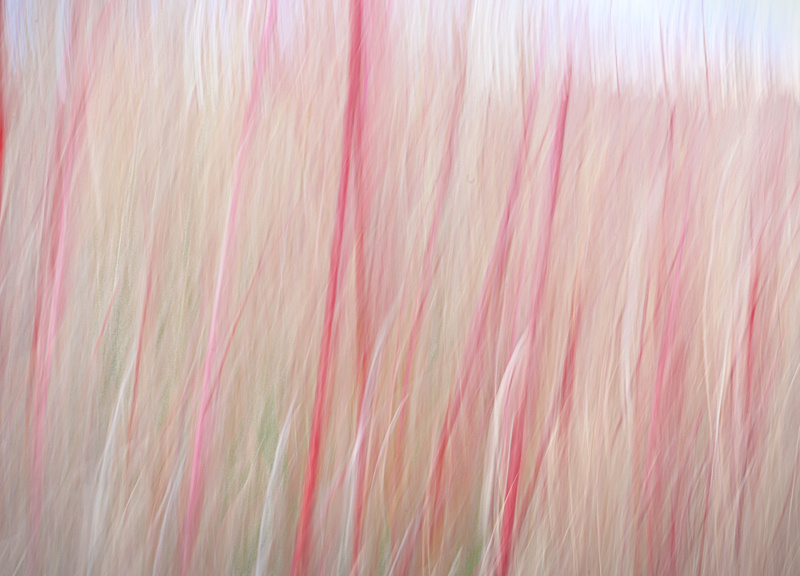 Pam DobbsMarch 2024Spring in the Marsh