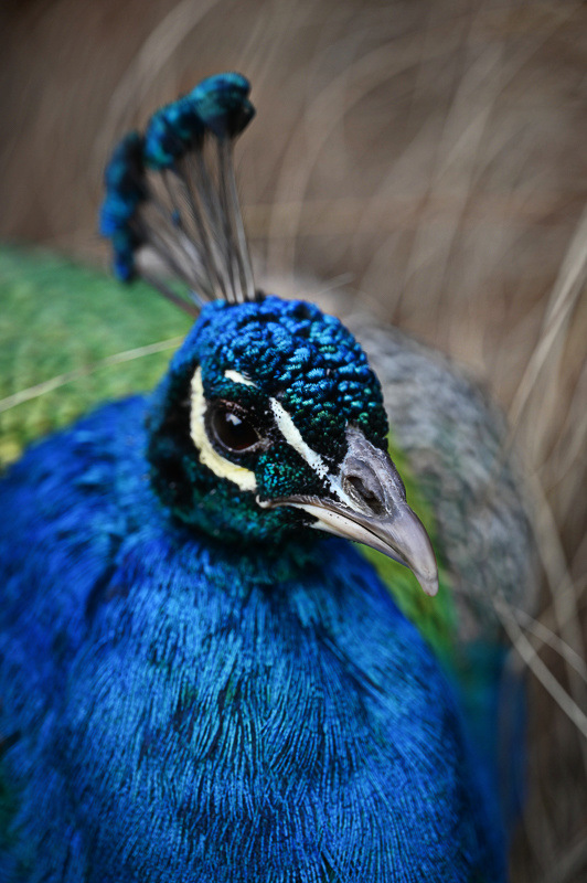 Pam DobbsMarch 2024Peacock
