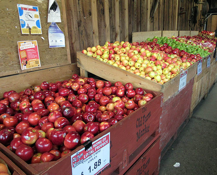 <br>Willie Harvie<br>Human Food<br>Field Trip - March 1-14, 2024<br>B.C. Apples