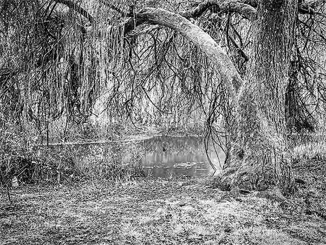 Martha AgueroMarch 2024Weeping Willow 2