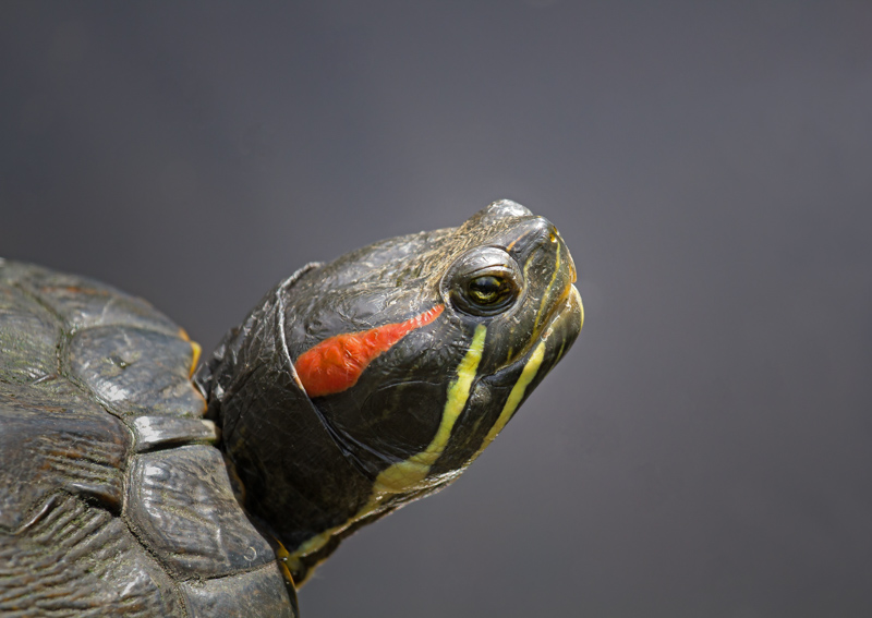 Racine ErlandEvening Favourites - ElementsApril 2024Red-eared Slider Turtle...design by Mother Nature