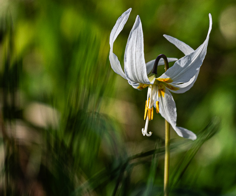 <br>Carl Erland<br>April 2024<br>Fawn Lily