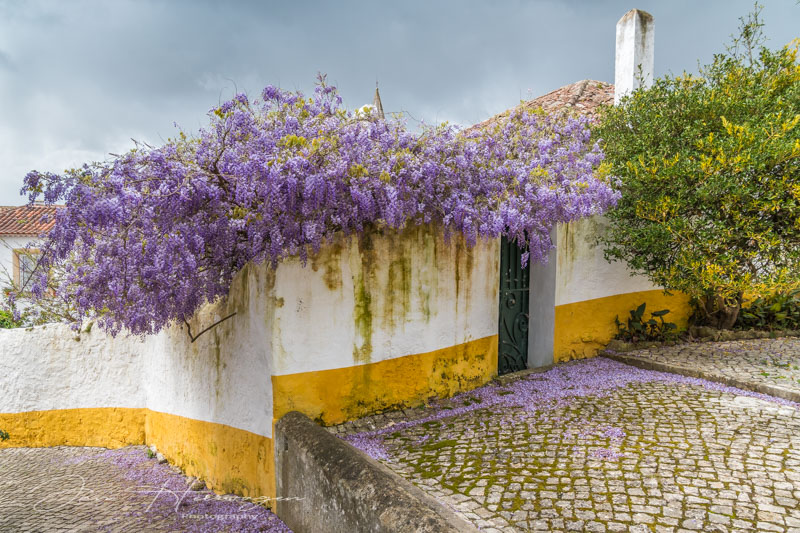 Jan HeerwagenMarch 2024Trimmed With Wisteria