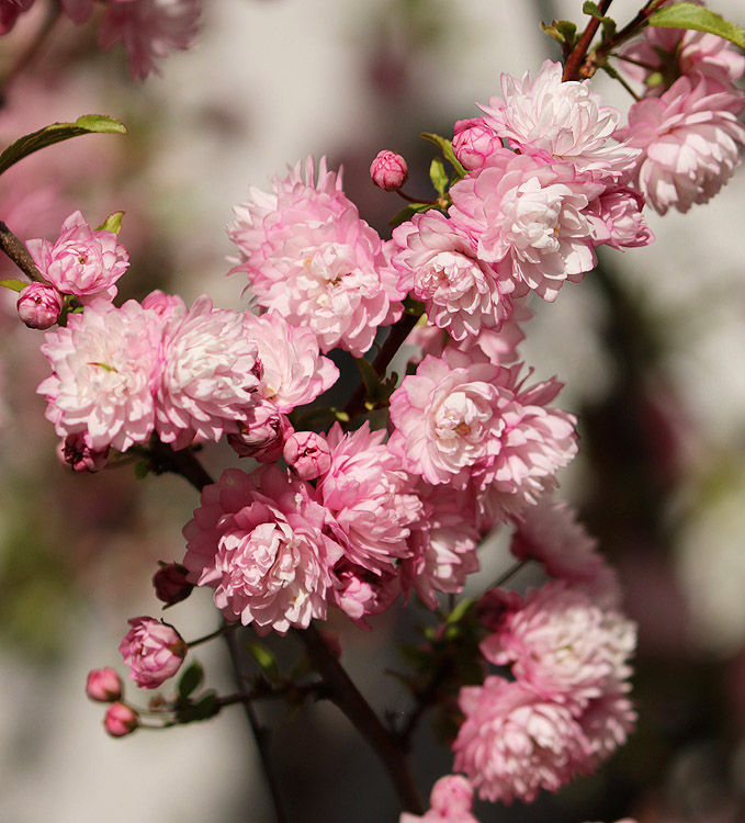 <br>Willie Harvie<br>Blossoms<br>Field Trip - April 15 - 30, 2024<br>Flowering Almond