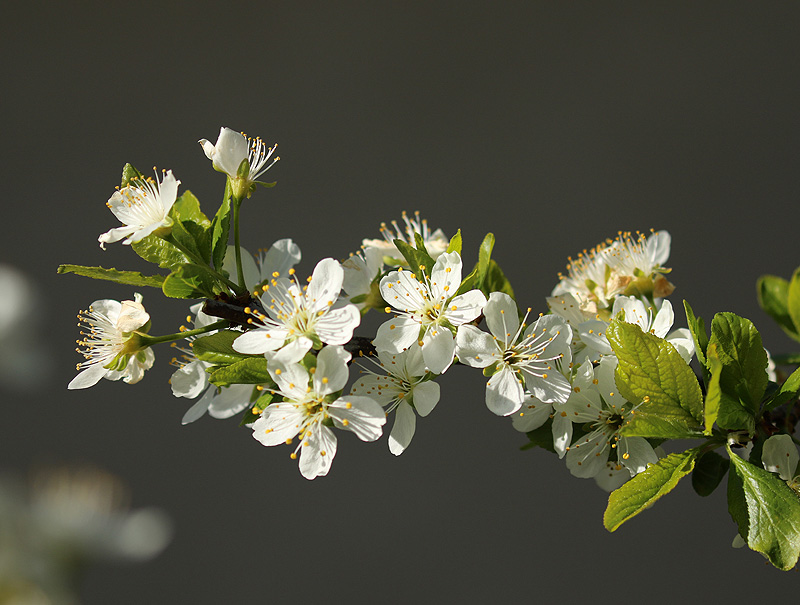 <br>Willie Harvie<br>Blossoms<br>Field trip - April 15 - 30, 2024<br>Plum tree blossoms