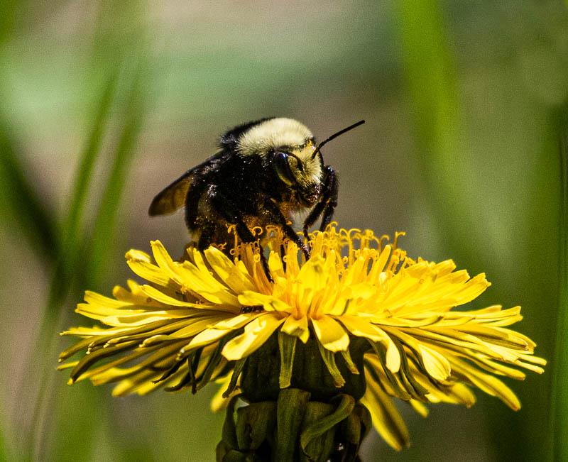 Carl ErlandBlossoms Field Trip - April 15-30, 2024Dandelion with Pollinater
