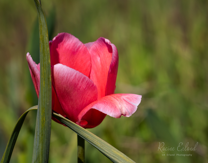 Racine ErlandBlossoms Field Trip - April 15-30, 2024