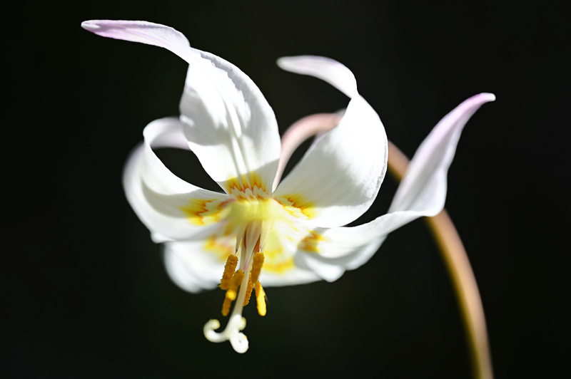 <br>Pam Dobbs<br>April 2024<br>Fawn Lily
