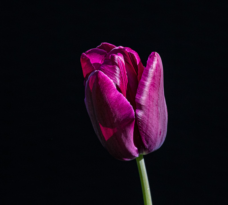 <br>Carl Erland<br>April 2024<br>Tulip