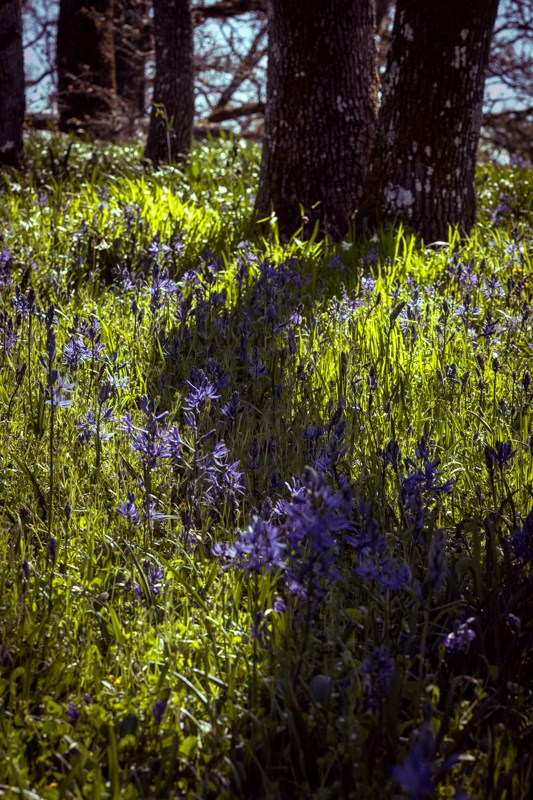 Claus MadsenBlossomsField Trip -April 15-30, 2024Blue Bells