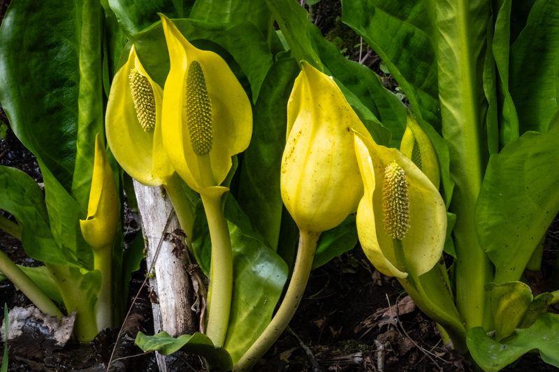 Claus MadsenBlossomsField  - Trip April15-30, 2024Skunk Cabbage