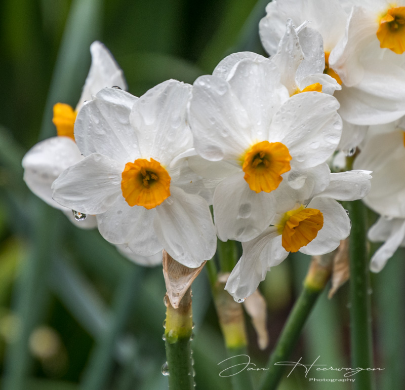 <br>Jan Heerwagen<br>Blossoms<br>Field Trip - April 15-30, 2024<br>Narcissus