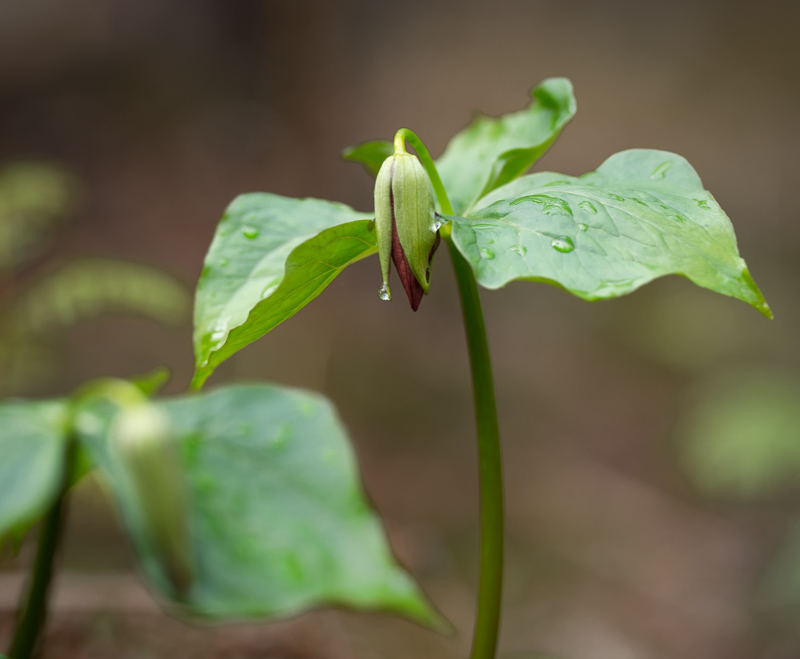 Valerie PayneBlossomsField Trip - April 15-30, 2024Trillium Erectum (Red Trillium)