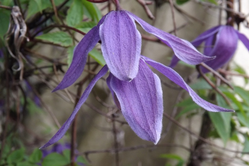 Nicci ClarkField TripApril15-30,2024BlossomsClematis