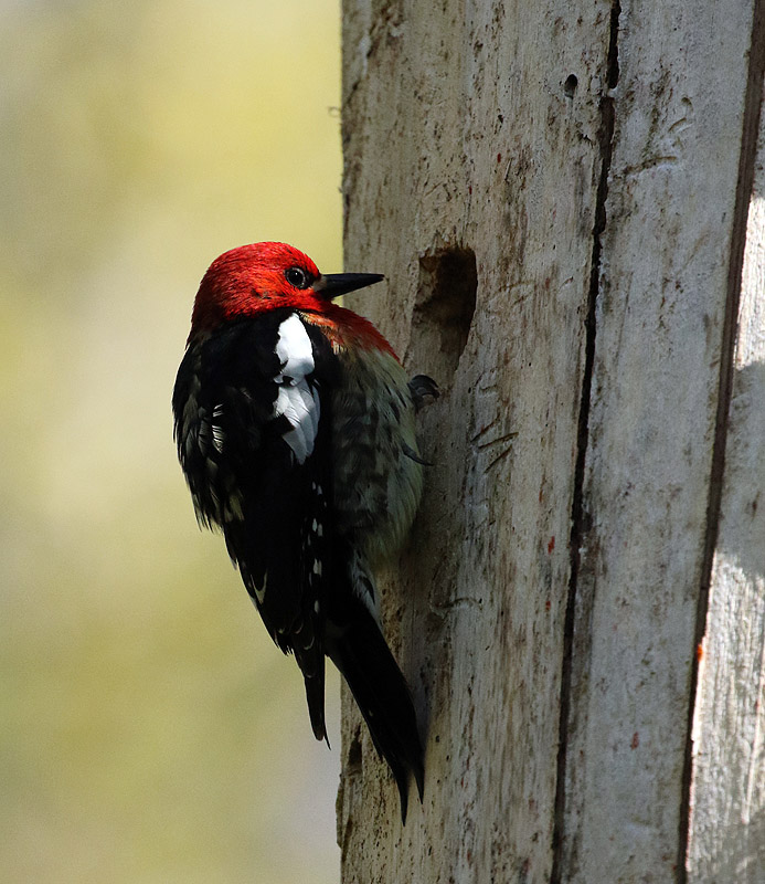 Willie HarvieApril 2024Red-breasted Sapsucker