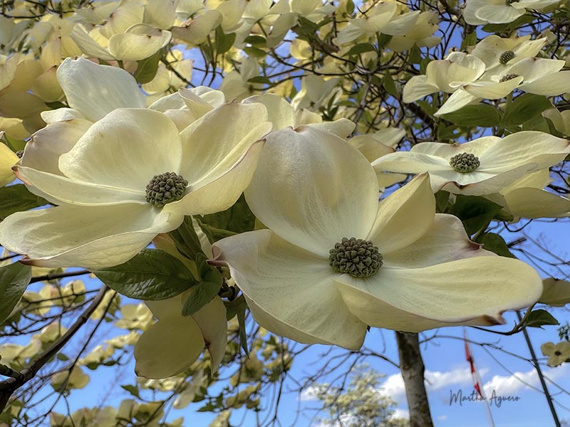 Martha AgueroBlossomsField Trip-April 15-30, 2024Pacific Dogwood Flower