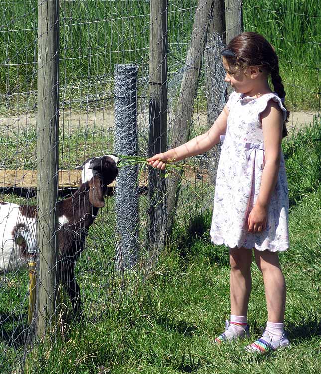 Willie HarvieFarm AnimalsField trip May 1 - 14, 2024A Kid and a Kid