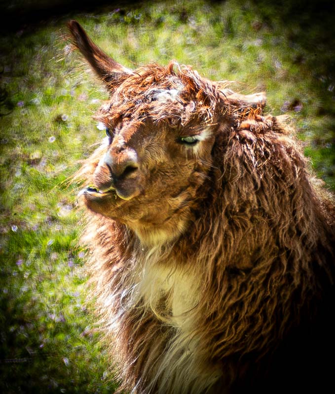 <br>Carl Erland<br>Farm Animals<br>Field Trip - May 1-14, 2024<br>Llama in Thought