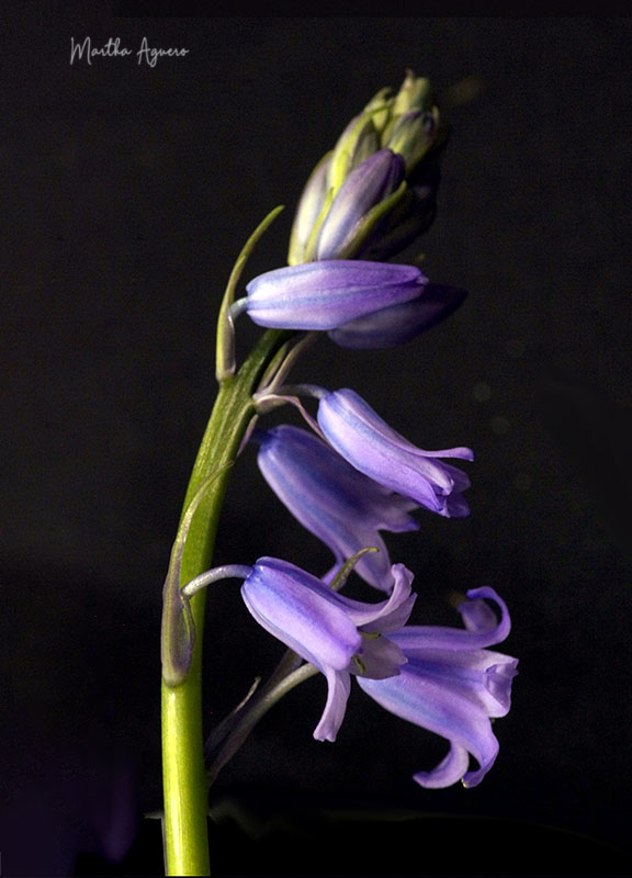 Martha AgueroBlossomsField Trip-April 15-30, 2024Macro Night