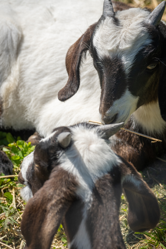 Claus MadsenFarm AnimalsFiels Trip - May 1-14,2024Goats