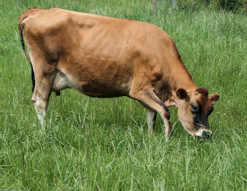 Ed TajeFarm AnimalsField Trip-May-1-14,2024Grazing