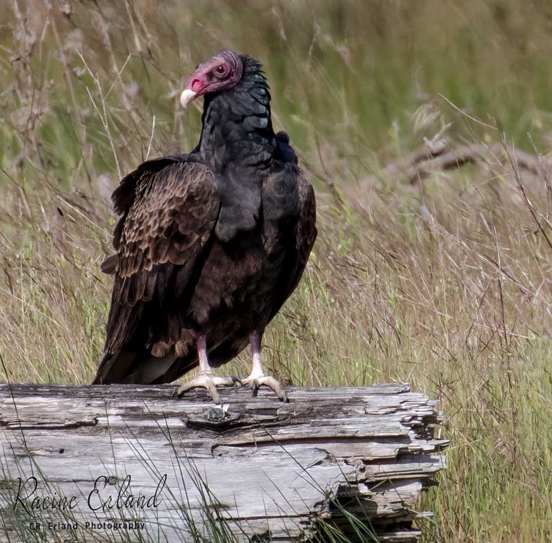 Racine ErlandMay 2024An Amazing Bird!