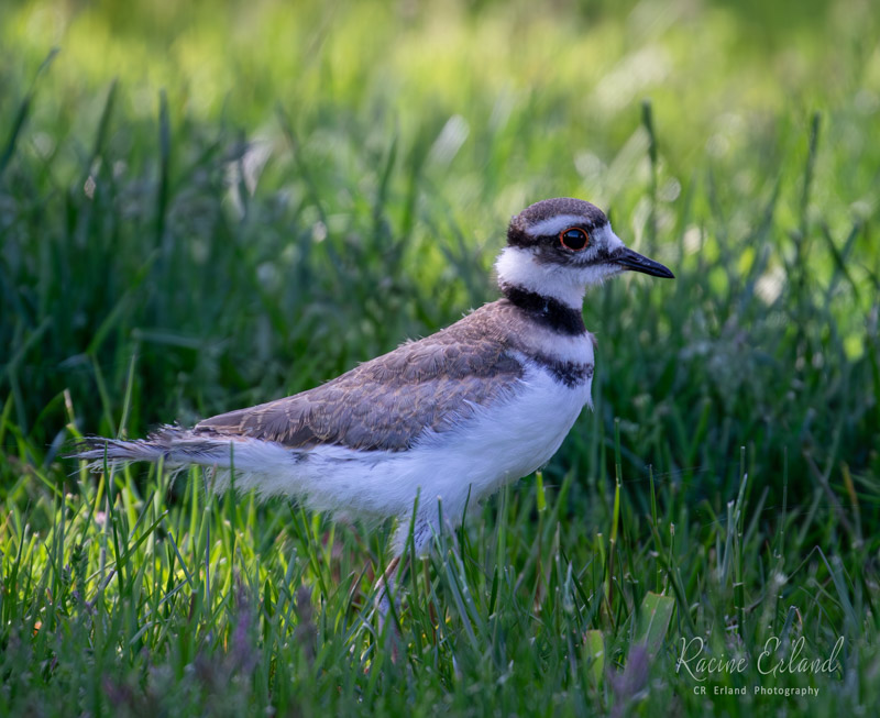 Racine ErlandMay 2024Killdeer