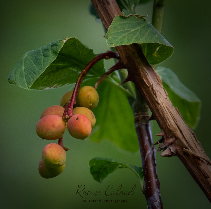 Racine ErlandMay 2024Ripening Osoberries
