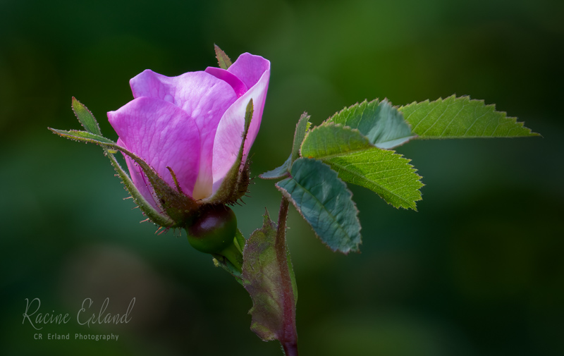 Racine ErlandMay 2024Wild Rose