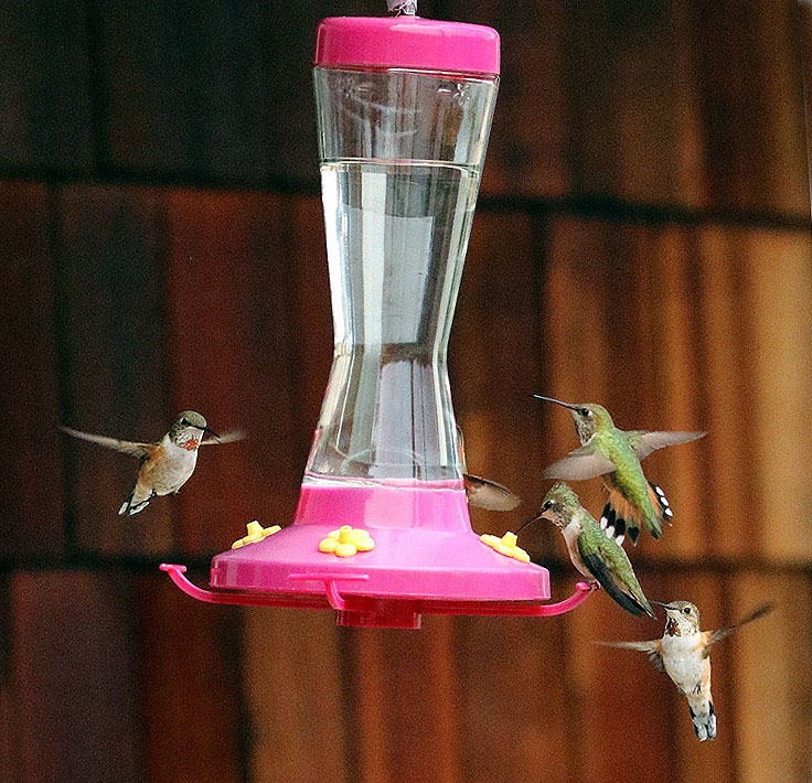 Willie HarvieMarinasField Trip - May 15 - 31, 2024Plenty of Hummers