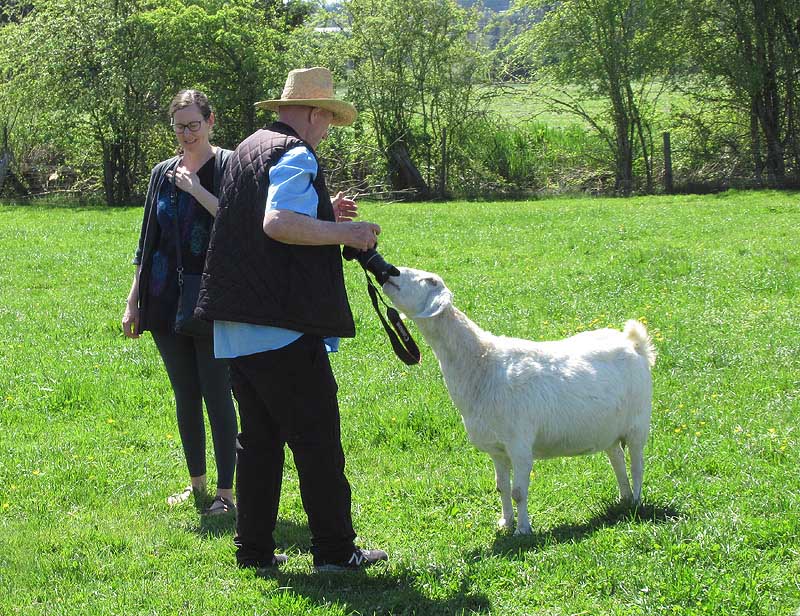 Willie HarvieMay 2024Inquisitive Goat
