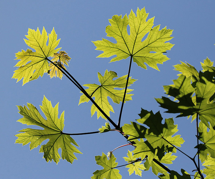 Willie HarvieMay 2024Under the Maple Leaves