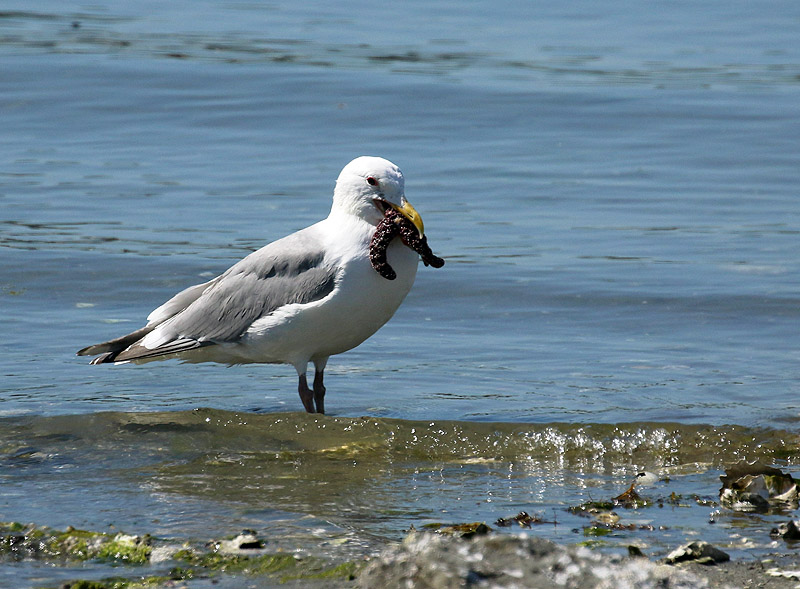 Willie HarvieMay 2024Sea Gull and Sea Star