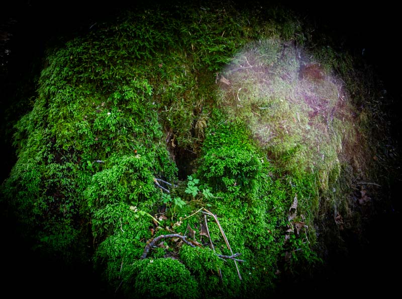 Carl ErlandEvening Favourites - Long ExposureJune 2024Forest Fairy