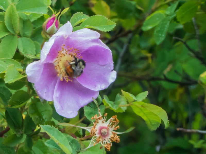 Nancy OliverMarinasField Trip  - May 13-31, 2024Busy Bee