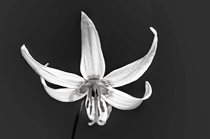 Marilyn JeffriesMay 2024Fawn Lily